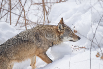 parco nazionale d'abruzzo