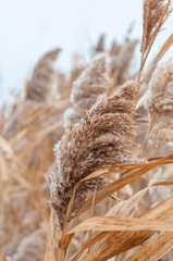 Reeds yellow and dry in the mist of an autumn day © Roman