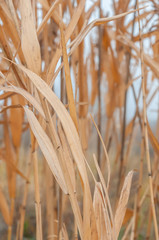 Reeds yellow and dry in the mist of an autumn day