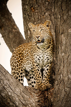 Leopard standing in fork of tree