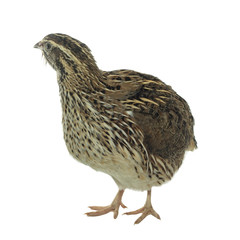 quail isolated on white background