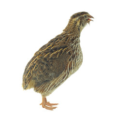 quail isolated on white background