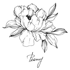 Vector Peony floral botanical flower. Black and white engraved ink art. Isolated peony illustration element. © LIGHTFIELD STUDIOS