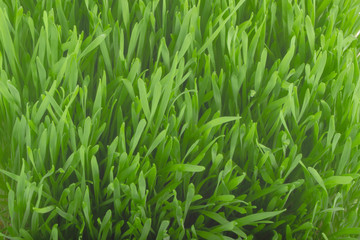 Fototapeta na wymiar fresh green grass background