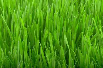 Fototapeta na wymiar fresh green grass background