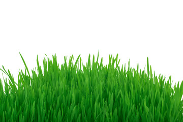 Fototapeta na wymiar fresh green grass isolated on white background