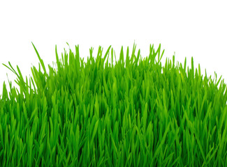 fresh green grass isolated on white background