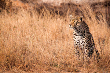 A leopard, Panthera pardus, sits in tall dry yellow grass looking around, ears facing forward