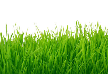 fresh green grass isolated on white background