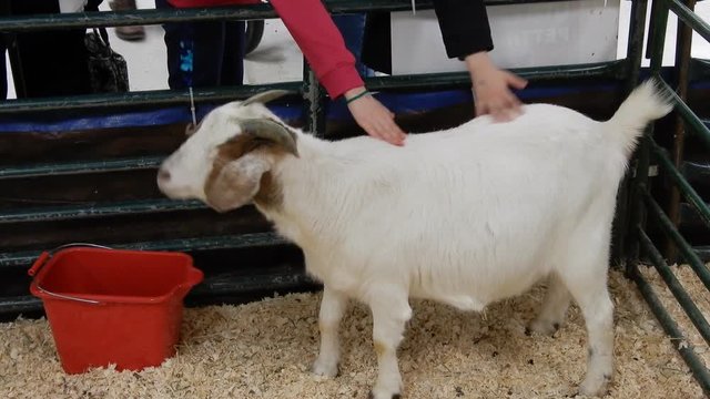 Children Petting Billy Goat At Petting Zoo