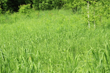 fresh green grass on forest background