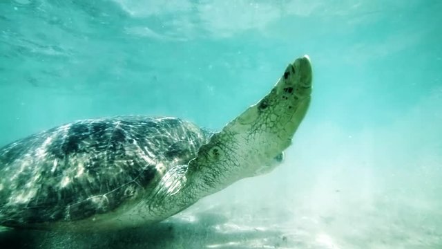 Sea turtle in shallow water near the beach. Sri Lanka