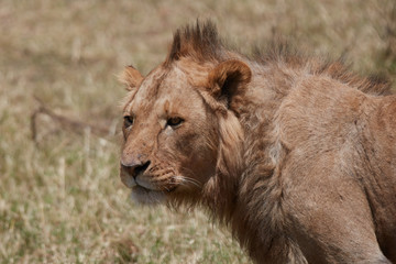 Close up portrait of a young lion , Safari , Ngorongro Tanzania 