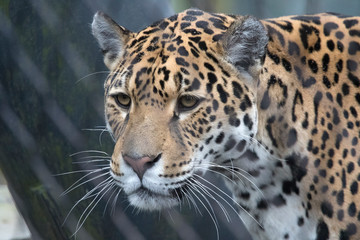 Fototapeta na wymiar Headshot of a jaguar with beautiful white whiskers and beautiful 