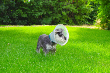 Miniature schnauzer in the grass with an Elizabethan collar