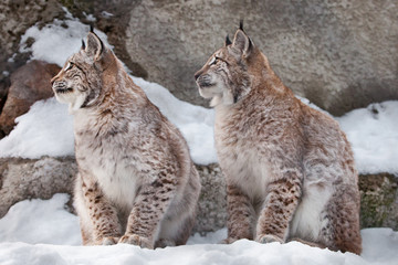 sit the same way. Two lynxes in the snow in winter,  friendly couple; slender and beautiful animals are very similar to each other.