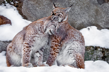 Lick each other. Two lynxes in the snow in winter,  friendly couple; slender and beautiful animals are very similar to each other.