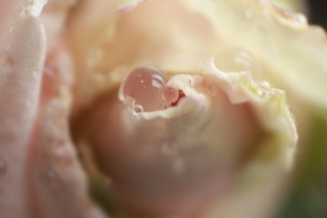 dew drops on rose