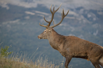 parco nazionale d'abruzzo