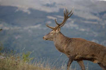 parco nazionale d'abruzzo