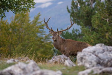 parco nazionale d'abruzzo
