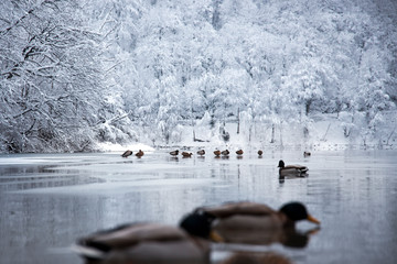 Plitvice lakes of Croatia (Hrvatska) - animals ducks national park in winter  forest trees nature postcard waterfall cabin house