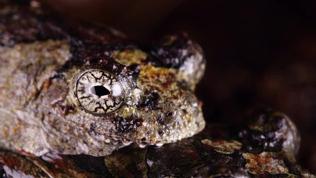 Marbled Treefrogs (Dendropsophus marmoratus) Pair in amplexus (mating). The smaller male is on top. Shot in the Ecuadorian Amazon at night.