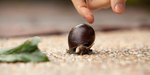 Snail almost touched against