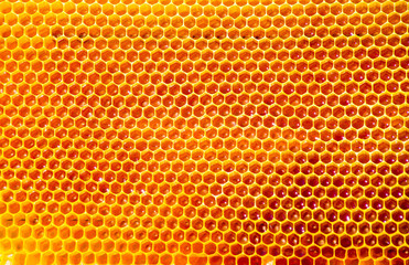 bees work on honeycomb - Powered by Adobe