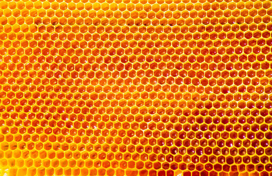 bees work on honeycomb