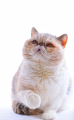 persian exotic cat