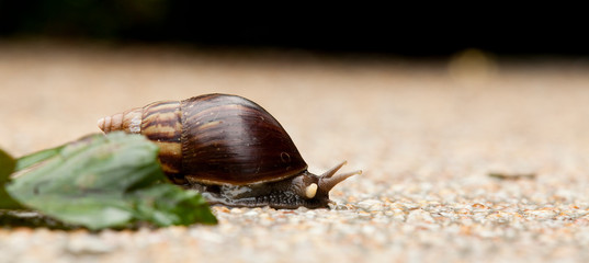 Snail on concrete floor