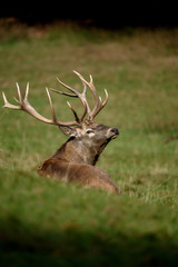 Prächtiger Rothirsch Bulle mit dreizehn Geweihspitzen in Schmalkalden im Thüriger Wald