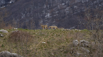 parco nazionale d'abruzzo