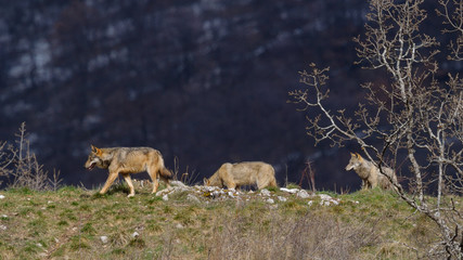 parco nazionale d'abruzzo