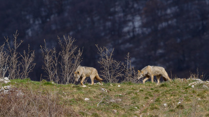Fototapeta premium parco nazionale d'abruzzo