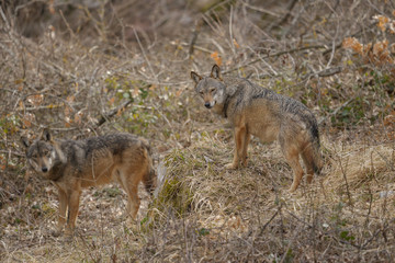 parco nazionale d'abruzzo
