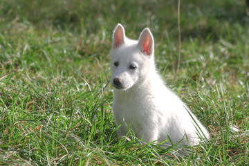 Naklejka na ściany i meble pure white siberian husky puppy