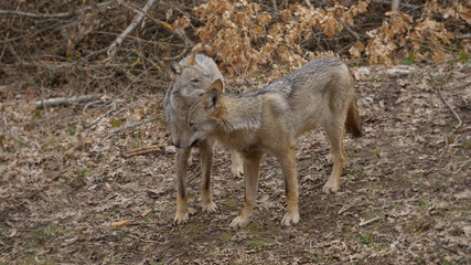 parco nazionale d'abruzzo