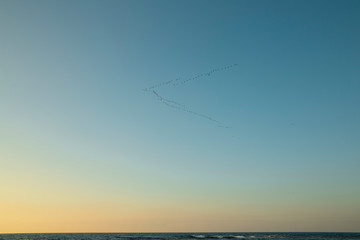 Flock of flaying birds