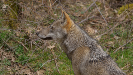 parco nazionale d'abruzzo