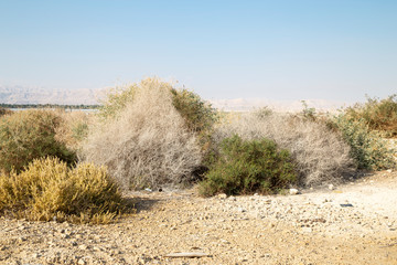 A rare bushes in desert