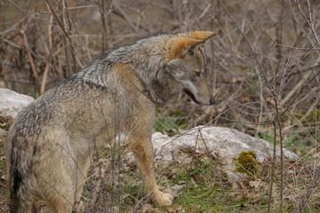 parco nazionale d'abruzzo