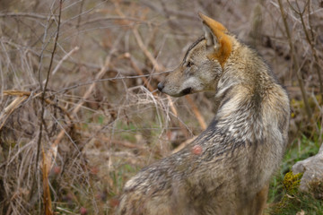 parco nazionale d'abruzzo