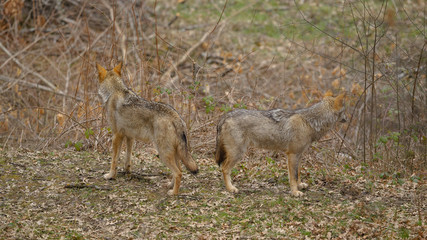 parco nazionale d'abruzzo