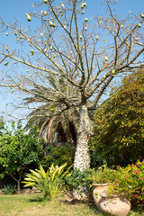 Fototapeta premium A spike floss silk tree with fruits