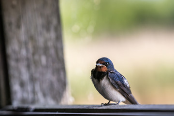 A barn swallow (hirundo rustica) sits in a window of a bird hide looking inside