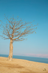 Fototapeta na wymiar Dead sea view with a tree.