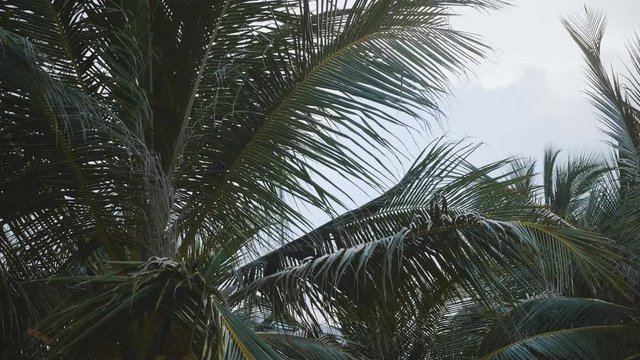 Amazing low angle close-up background shot of big lush coconut palm trees blowing in the wind on sunny exotic sea beach.
