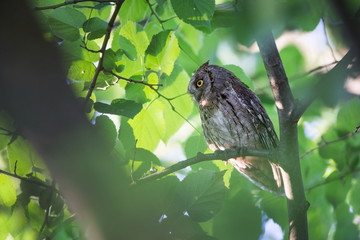 Otus scops. The wild nature of Bulgaria. Free nature. A beautiful picture of nature. Rhodopes. A little bird. Owl on the tree. Mountains in Bulgaria. European wildlife. Madzarovo. River Arda.